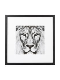 Gerahmter Digitaldruck Lion Close Up, Bild: Digitaldruck, Rahmen: Kunststoffrahmen mit Glas, Lion, B 40 x H 40 cm