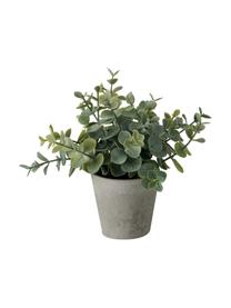 Sada umělých rostlin Timothy, 3 díly, Umělá hmota, Zelená, šedá, Ø 16 cm, V 18 cm