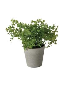 Set 3 piante artificiali in vaso Timothy, Plastica, Verde, grigio, Ø 16 x Alt. 18 cm