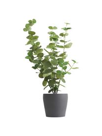 Plante artificielle Eucalyptus, Plastique, Vert, noir, Ø 22 x haut. 55 cm