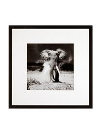Gerahmter Digitaldruck Elephant, Bild: Digitaldruck, Rahmen: Kunststoffrahmen mit Glas, Elephant, B 40 x H 40 cm