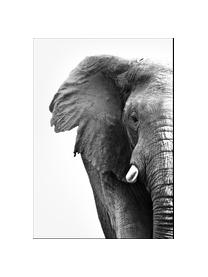 Oprawiony druk cyfrowy White Elephant, Czarny, biały, S 30 x W 40 cm