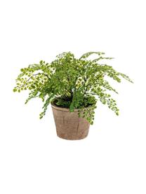 Planta artificial Adiantum, Poliéster, Látex, Polipropileno, Alambre de metal, Verde, Ø 40 x Al 40 cm