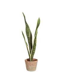 Planta artificial Sanseveria, Poliéster, Látex, Polipropileno, Alambre de metal, Verde, Ø 16 x Al 65 cm