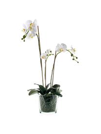 Planta artificial Orquídea, Poliéster, Látex, Polipropileno, Alambre de metal, Blanco, Ø 23 x Al 70 cm