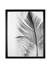 Impresión digital enmarcada Feather, Parte trasera: fibras de densidad media, Negro, blanco, An 50 x Al 70 cm