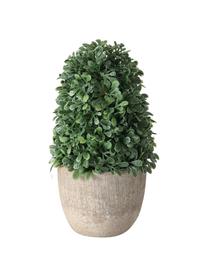 Set 3 piante artificiali in vaso Tracy, Plastica, Verde, grigio, Ø 7 x Alt. 14 cm