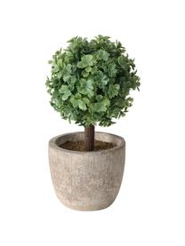 Plantes artificielles en pot Tracy, 3 élém., Plastique, Vert, gris, Ø 7 x haut. 14 cm