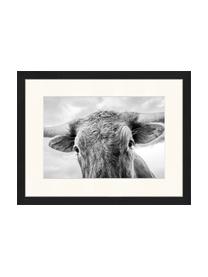 Ingelijste digitale print Texas Longhorn Steer In Rural Utah, Afbeelding: digitale print op papier,, Lijst: gelakt hout, Zwart, wit, B 43 cm x H 33 cm