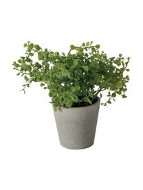 Künstliches Topfpflanzen-Set Timothy, 3er-Set, Kunststoff, Grün, Grau, L 18 cm