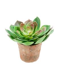 Planta artificial Cactus, Polietileno, Poliuretano, Verde, malva, Ø 15 x Al 20 cm