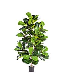 Planta artificial Ficus, Poliéster, Polietileno, Verde, Ø 50 x Al 130 cm