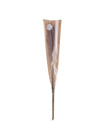 Dekoracyjna trawa pampasowa, Wysuszone kwiaty, Brązowy, D 70 cm