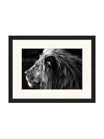 Impression numérique encadrée Close-Up Of A Lion, Lion, larg. 43 x haut. 33cm