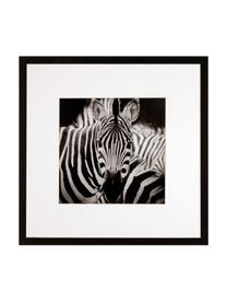 Gerahmter Digitaldruck Zebra, Bild: Digitaldruck, Rahmen: Kunststoffrahmen mit Glas, Schwarz,Weiss, 40 x 40 cm