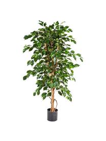 Planta artificial Ficus, Poliéster, troncos de materiales naturales, Verde, marrón, Ø 50 x Al 95 cm