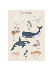 Poster Arctic Animals, Kunstpapier, 250g/m², Multicolour, 50 x 70 cm