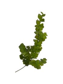 Květinová dekorace Eukalyptus, Umělá hmota, Zelená, Š 20 cm, D 81 cm