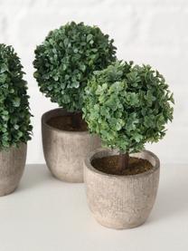 Set de plantas artificiales con maceta Tracy, 3 uds., Plástico, Verde, gris, Ø 7 x H 14 cm