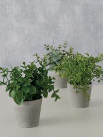 Set de plantas artificiales con maceta Timothy, 3 uds., Plástico, Verde, gris, Ø 16 x H 18 cm