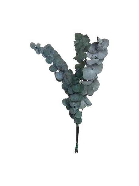 Flores de eucalipto secas, Flores secas, Verde, L 60 cm