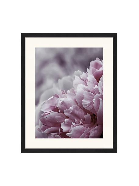 Ingelijste digitale print Pink Flower, Afbeelding: digitale print op papier,, Lijst: gelakt hout, Multicolour, B 43 cm x H 53 cm