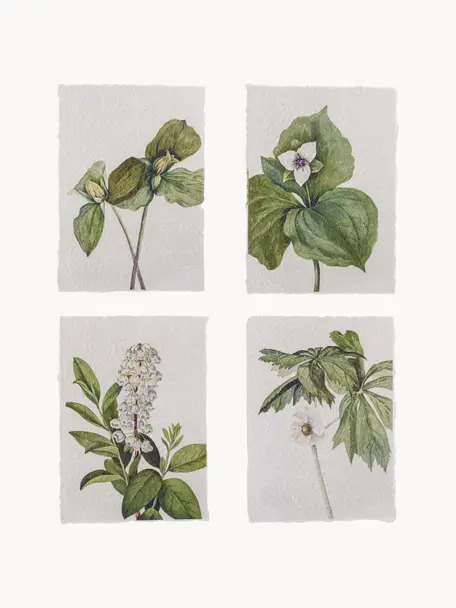 Affiche botanique Fribo, 4 élém., Papier, Vert, blanc, larg. 26 x haut. 35 cm