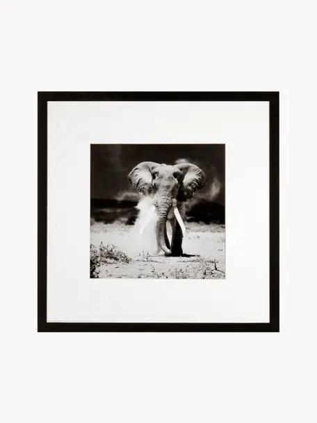 Ingelijste digitale print Elephant, Lijst: kunststofframe met glas, Zwart, wit, B 40 x H 40 cm