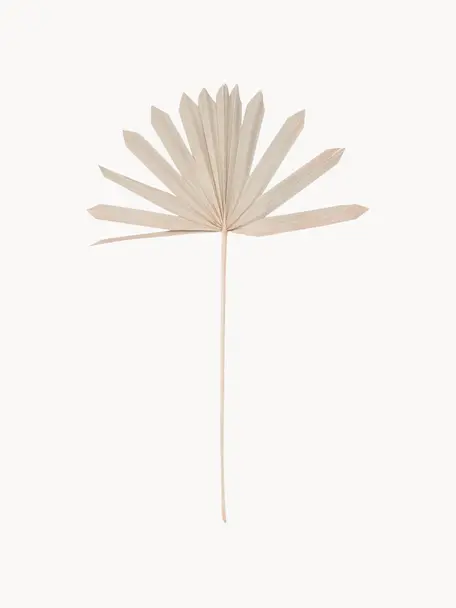 Palmblätter Flower Market, 4 Stück, Palmblätter, Beige, L 60 cm