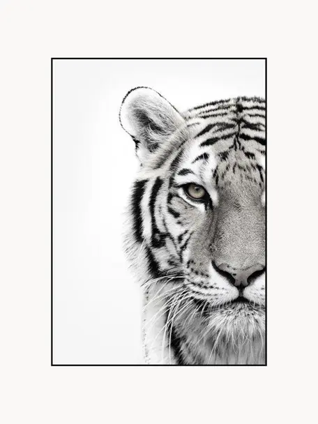 Impression numérique encadrée White Tiger, Noir, blanc, larg. 50 x haut. 70 cm