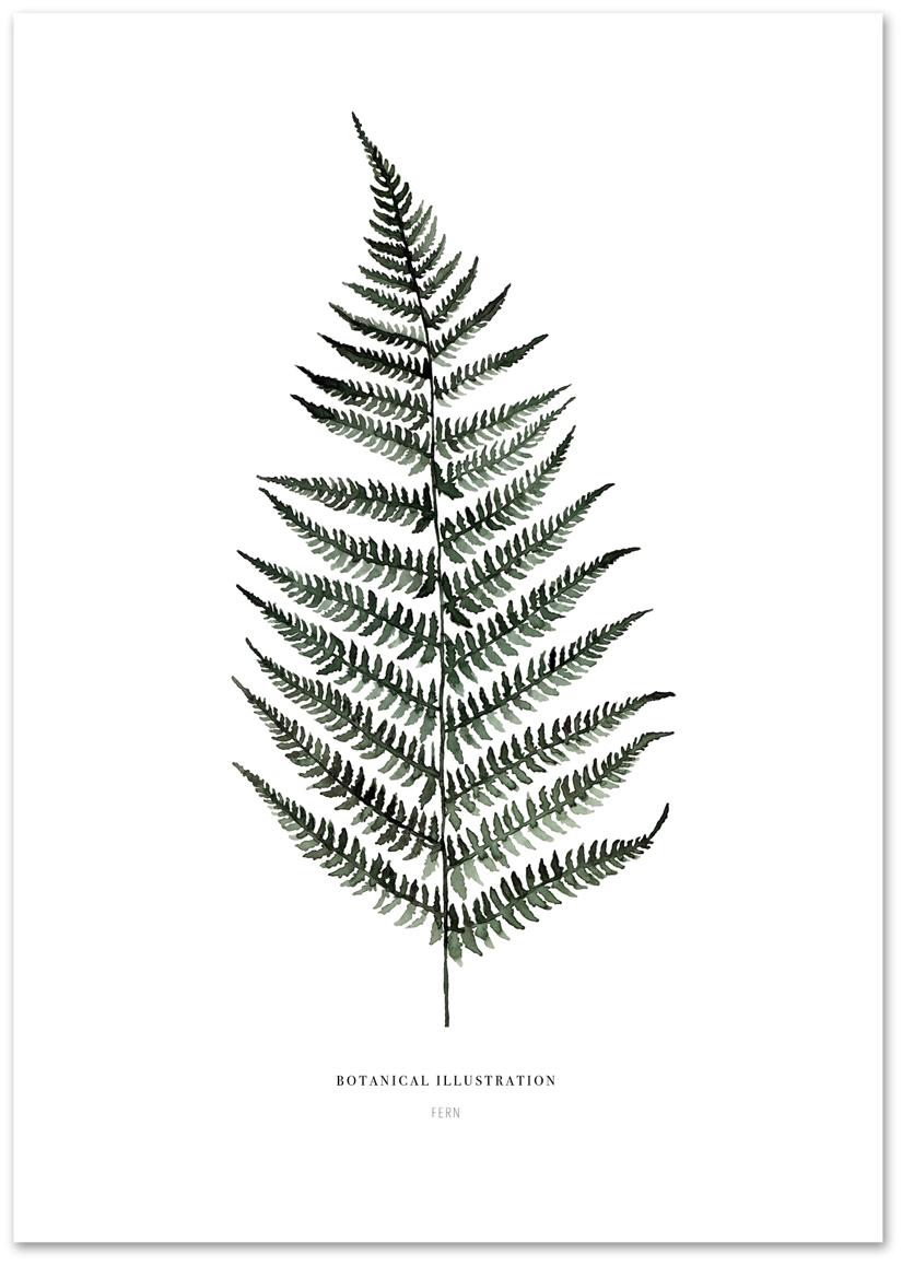 Poster Fern Westwingnow