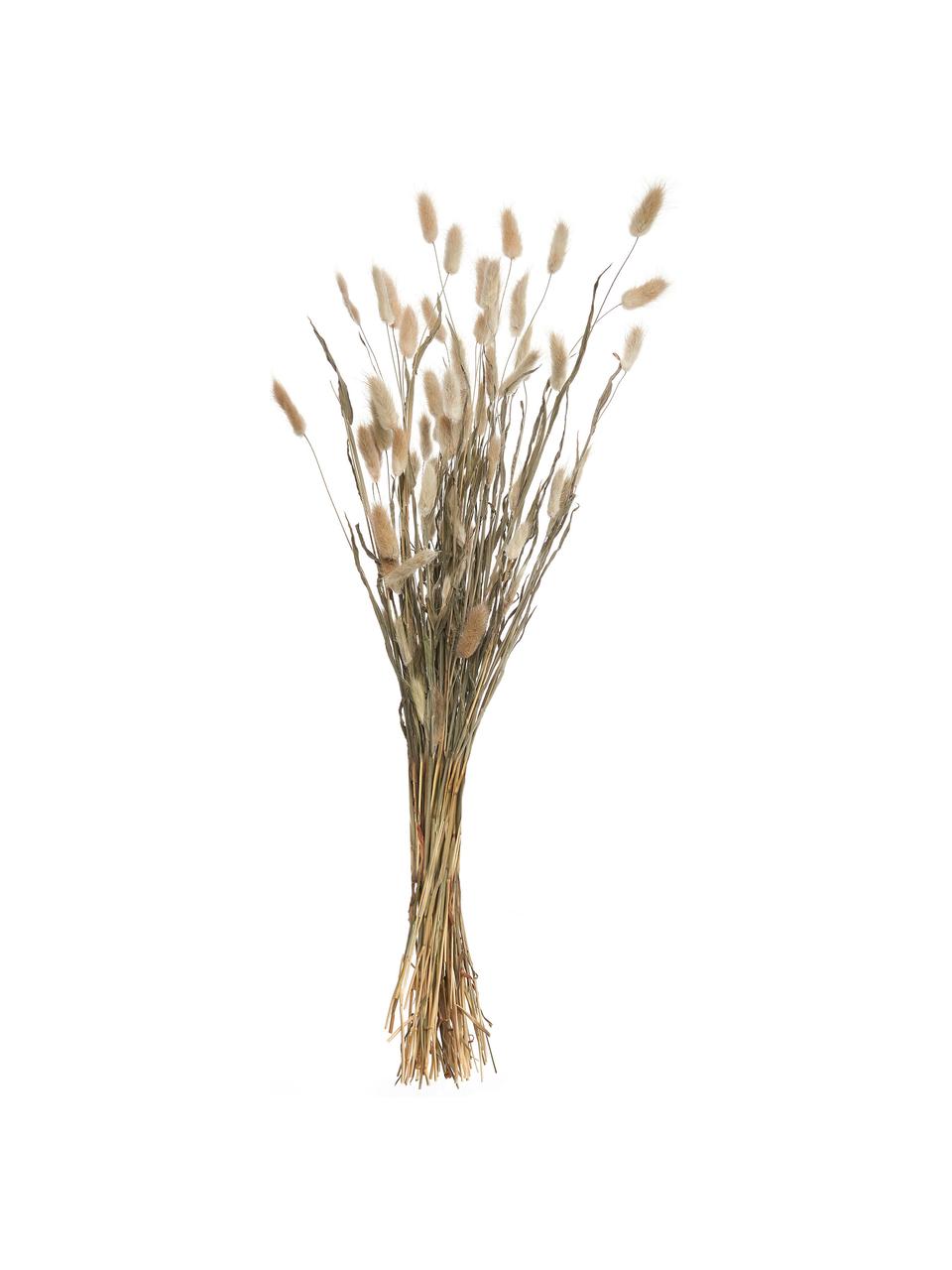 Dekoracyjny lagurus/dmuszek jajowaty, Wysuszone kwiaty, Beżowy, zielony, D 70 cm