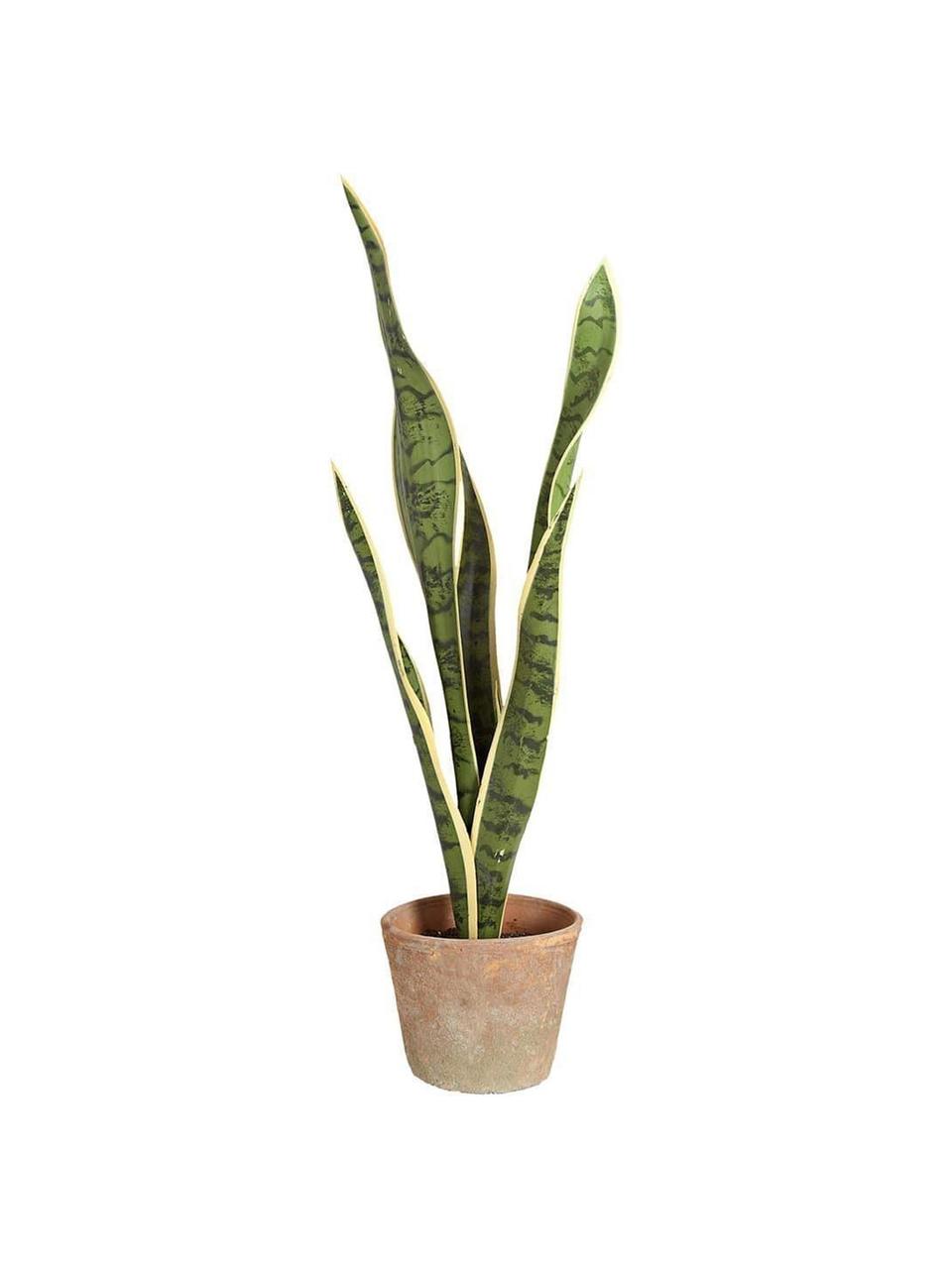 Planta artificial Sanseveria, Poliéster, Látex, Polipropileno, Alambre de metal, Verde, Ø 16 x Al 65 cm