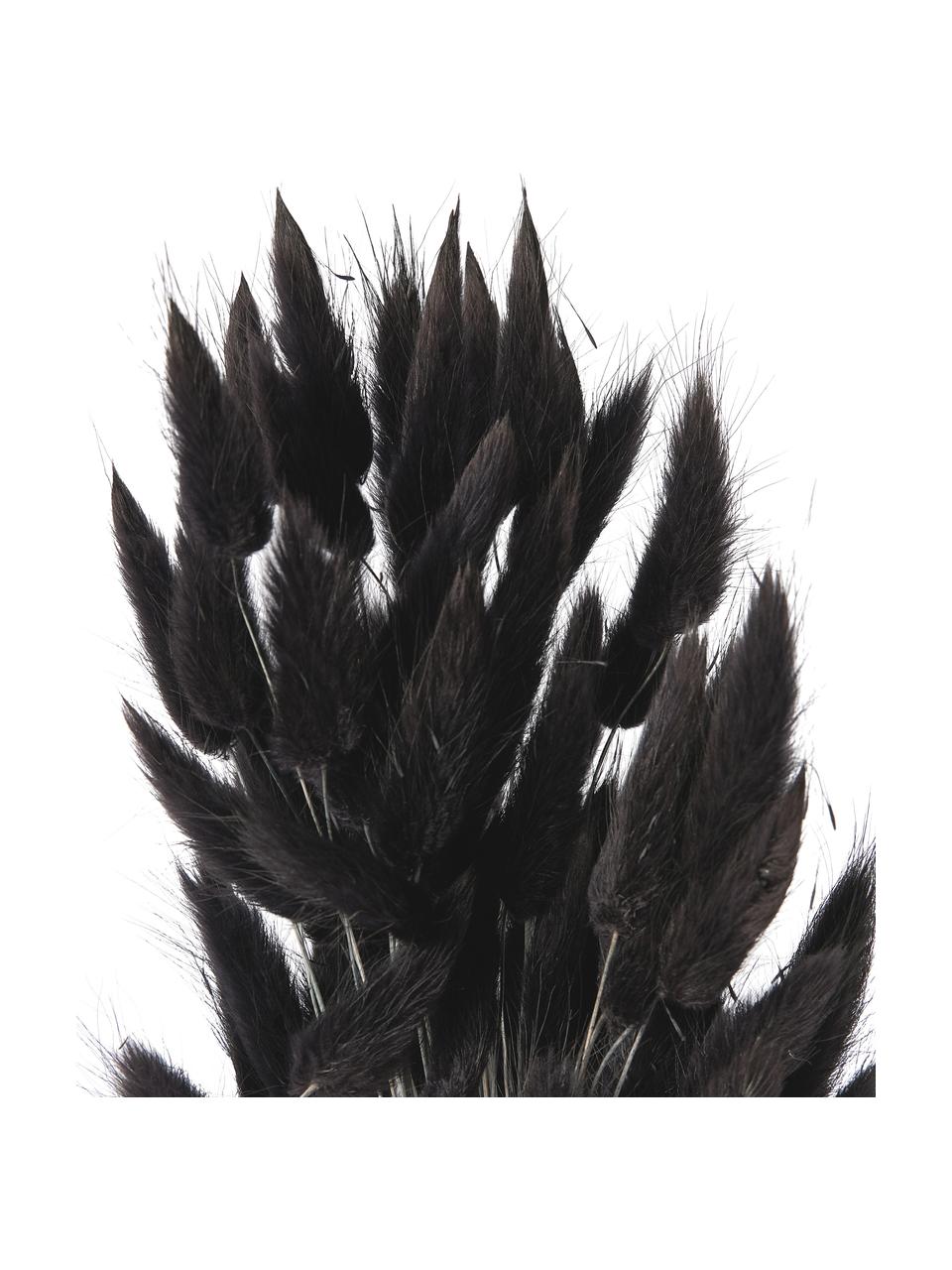 Droogbloemen Lagurus, Gedroogde bloemen, Antraciet, olijfgroen, B 11 x H 64 cm