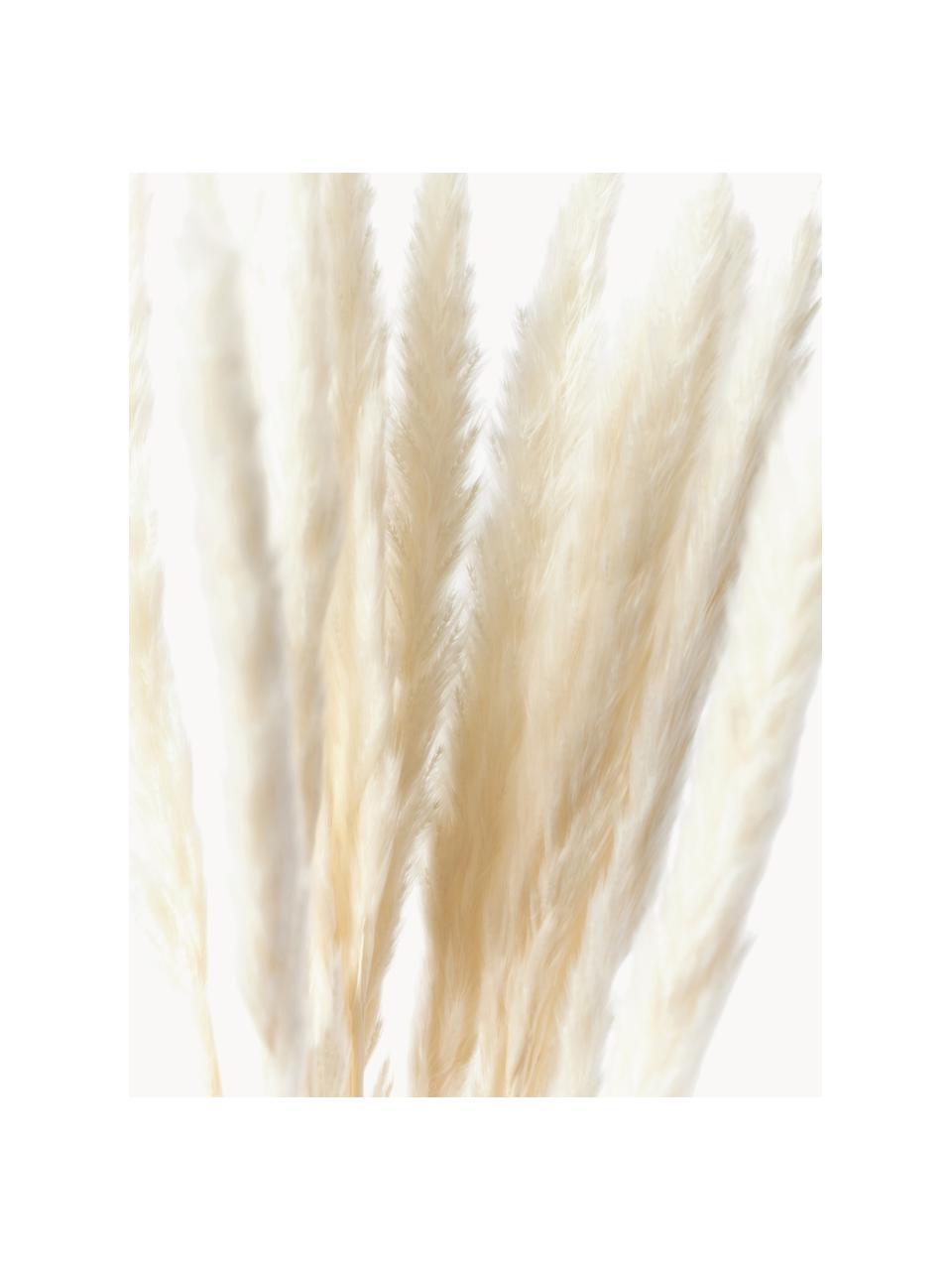 Flores secas Pampas, Flores secas, Blanco crema, An 11 x Al 70 cm