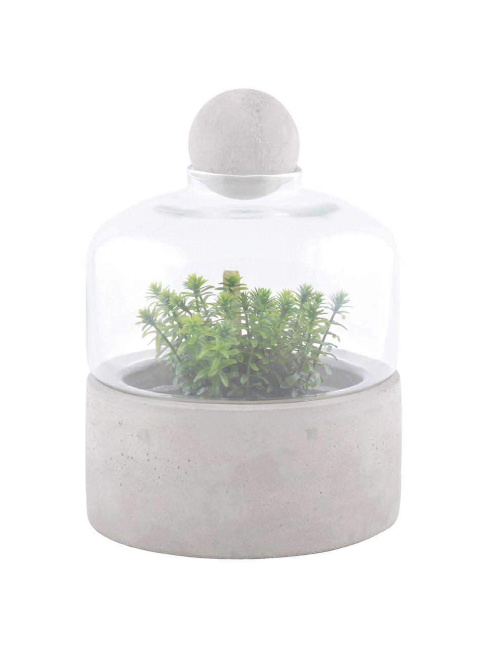 Jardin en bouteille Budi, Gris, transparent, Ø 18 x haut. 24 cm