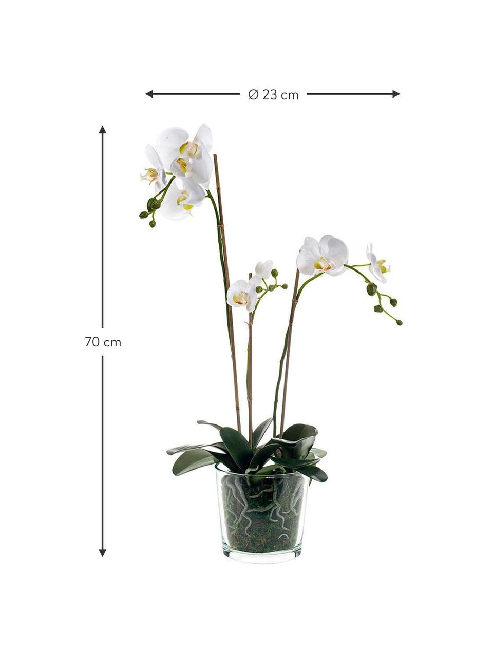 Planta artificial Orquídea, Poliéster, Látex, Polipropileno, Alambre de metal, Blanco, Ø 23 x Al 70 cm