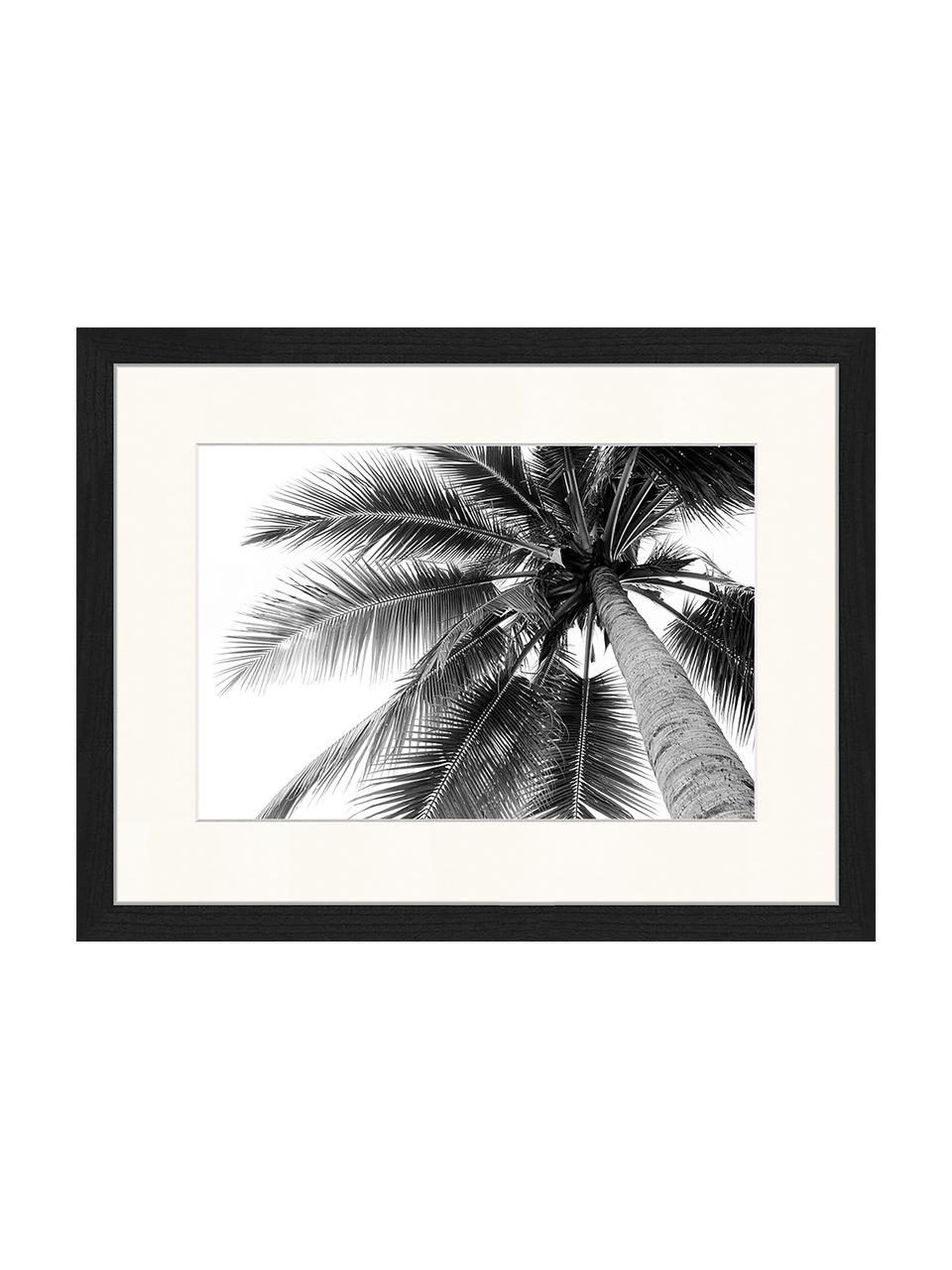 Gerahmter Digitaldruck Coconut Palm Tree, Bild: Digitaldruck auf Papier, , Rahmen: Holz, lackiert, Front: Plexiglas, Coconut Palm Tree, B 43 x H 33 cm