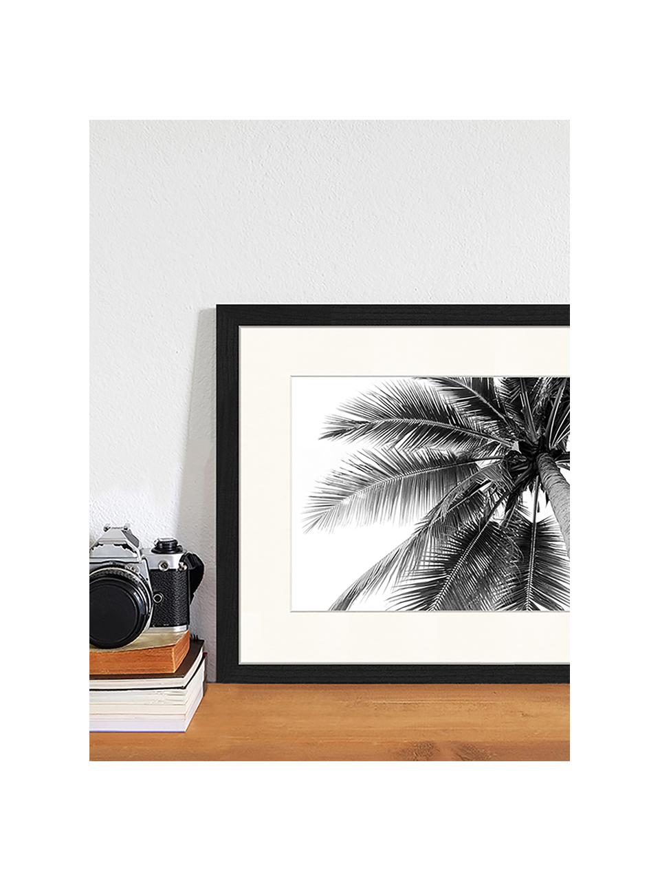 Ingelijste digitale print Coconut Palm Tree, Afbeelding: digitale print op papier,, Lijst: gelakt hout, Coconut Palm Tree, B 43 x H 33 cm