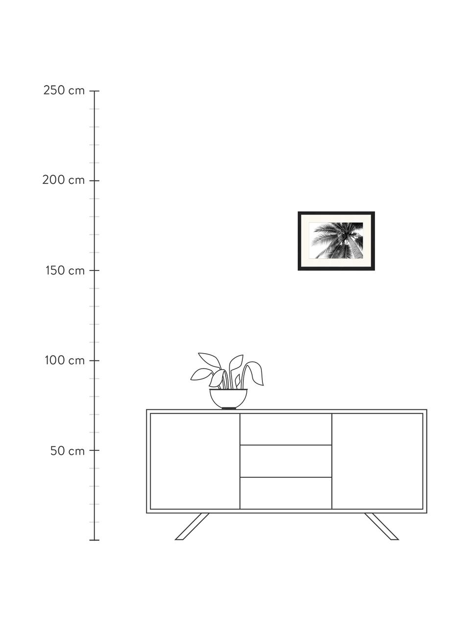 Impresión digital enmarcada Coconut Palm Tree, Negro, blanco, An 43 x Al 33 cm