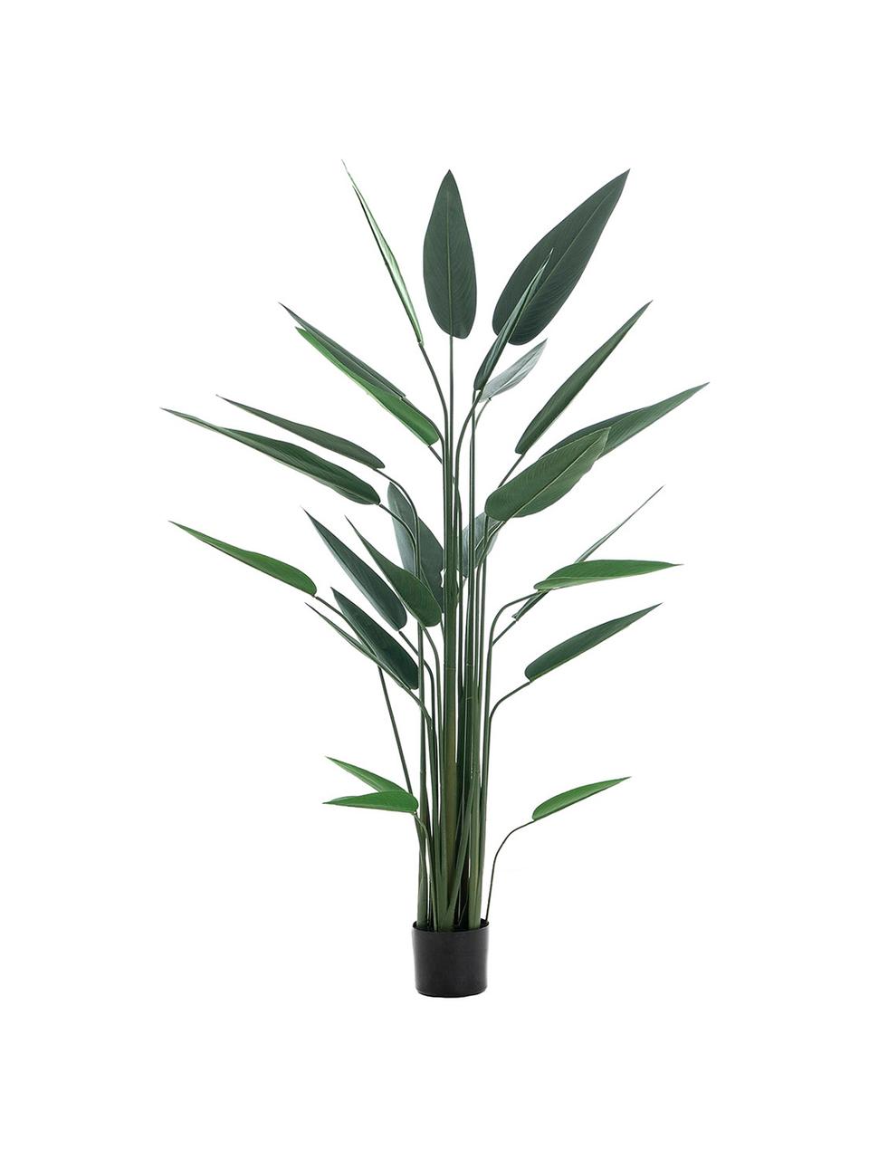 Planta artificial Burgela, Fibra sintética, Verde, negro, Ø 100 x Al 160 cm