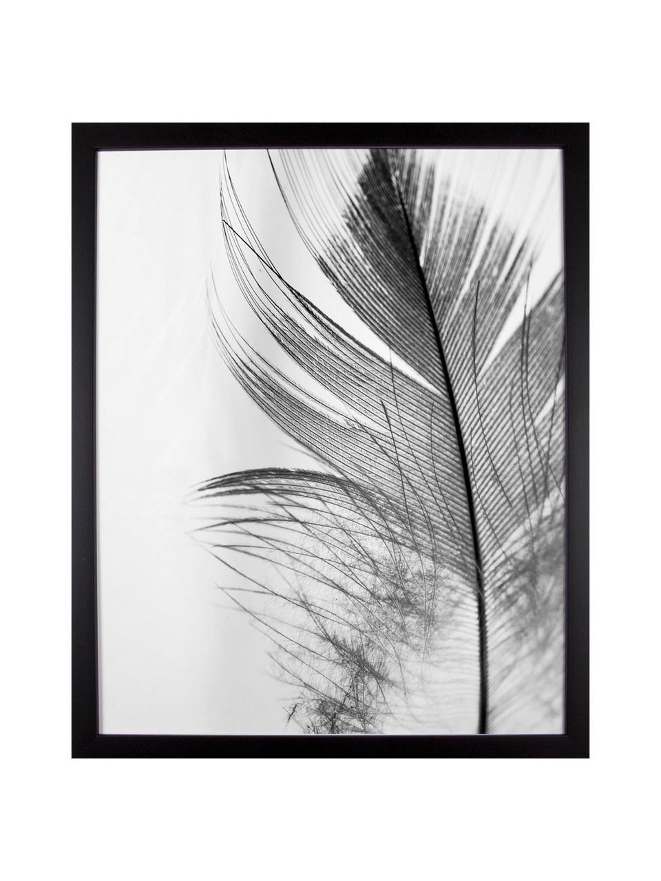 Ingelijste digitale print Feather, Afbeelding: digitale afdruk op papier, Lijst: kunststof (PU), Afbeelding: zwart, wit. Frame: zwart, B 50 x H 70 cm