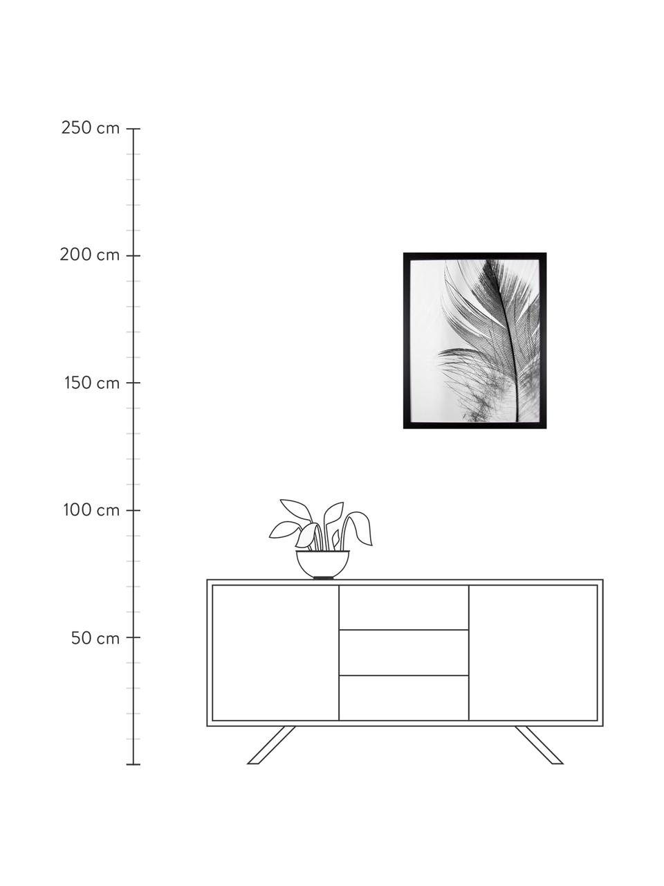 Gerahmter Digitaldruck Feather, Bild: Digitaldruck auf Papier, Rahmen: Kunststoff (PU), Front: Glas, Rückseite: Mitteldichte Faserplatte , Bild: Schwarz, WeissRahmen: Schwarz, B 50 x H 70 cm