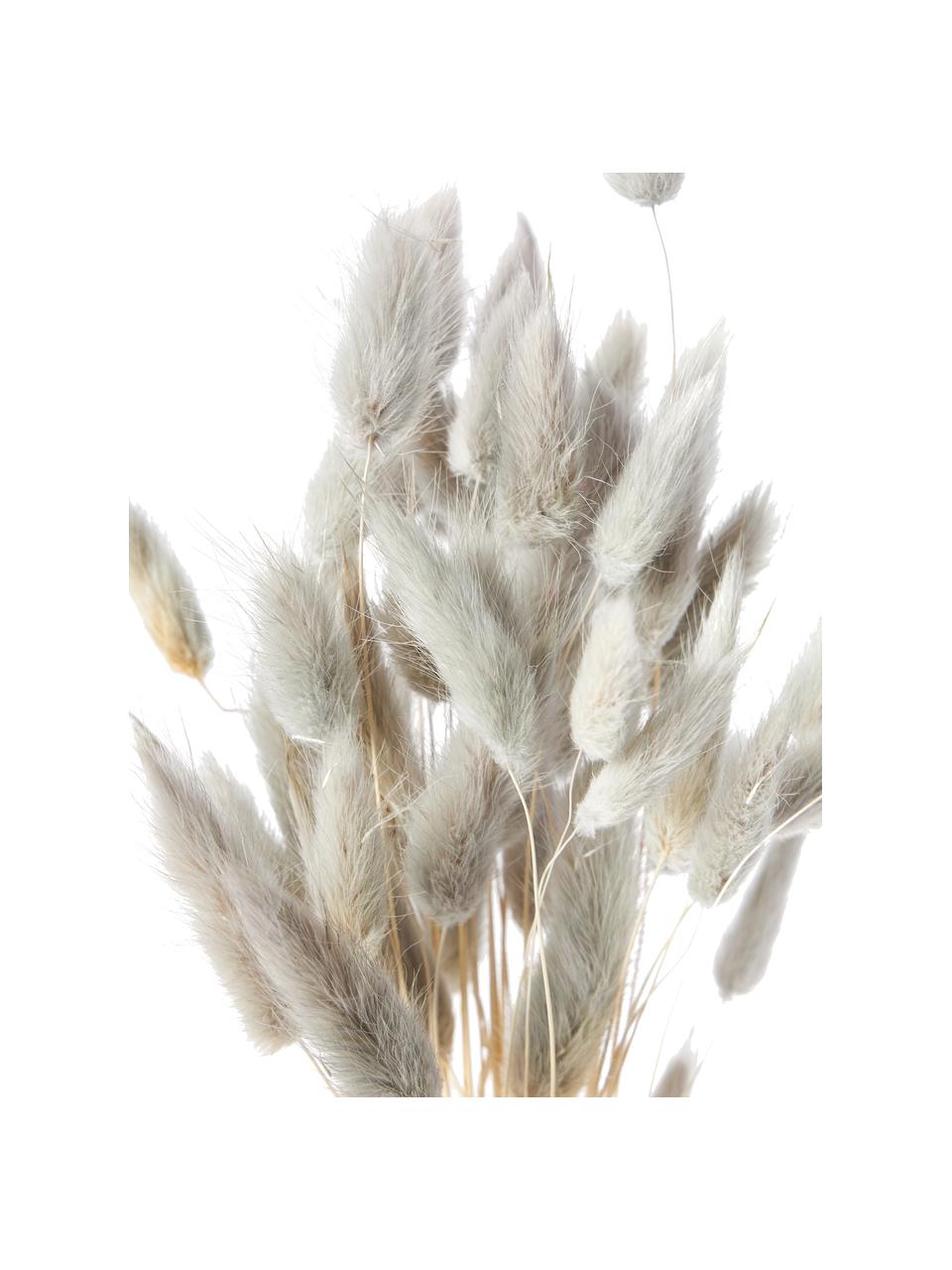 Fiori secchi Lagurus, Fiori secchi, Grigio chiaro, beige, Larg. 11 x Alt. 64 cm