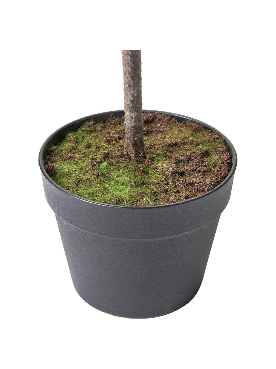 Planta artificial con macetero Olive, Plástico, Verde, Al 154 cm