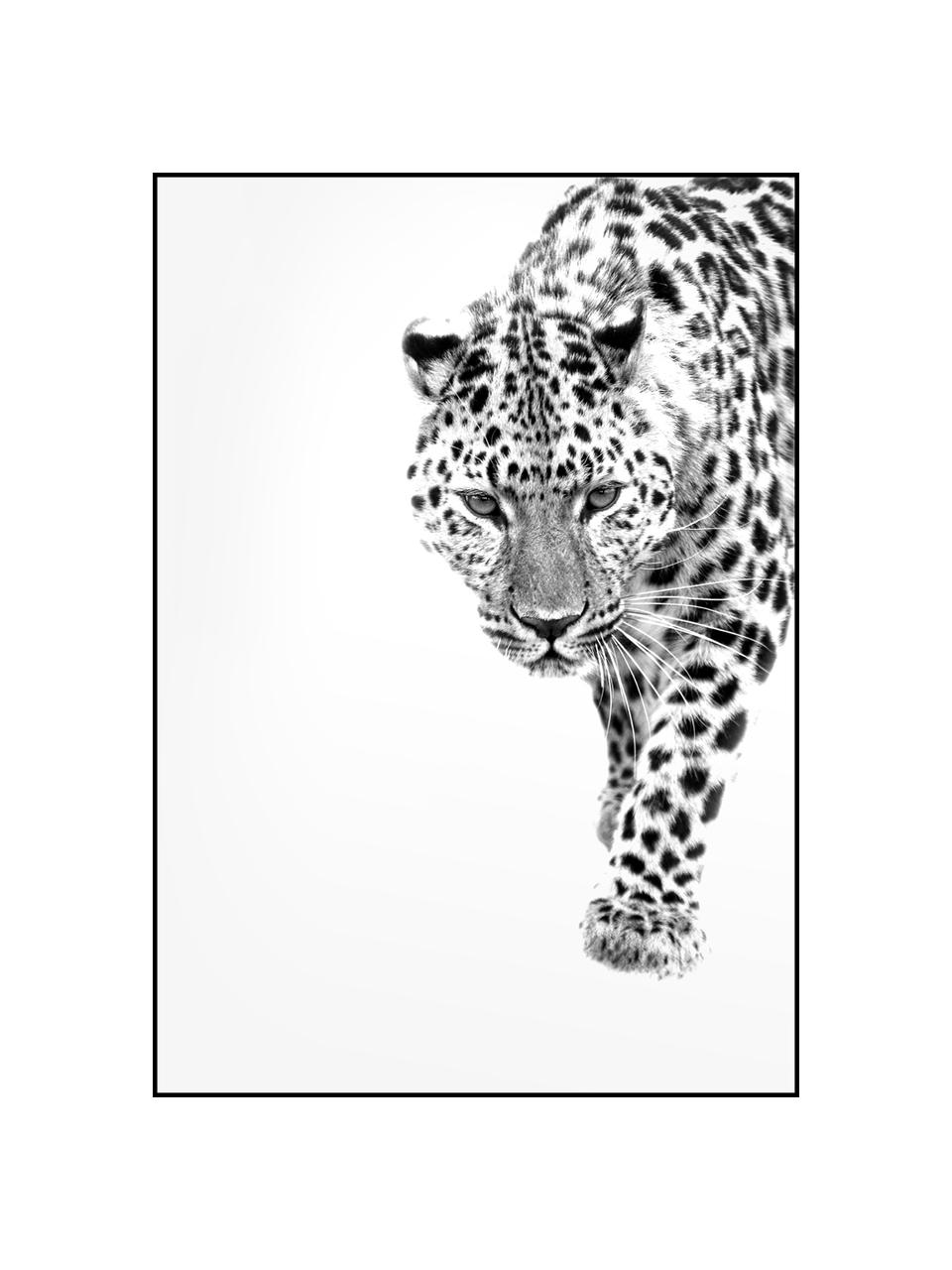 Ingelijste digitale print White Leopard, Frame: HDF, gelakt, Zwart, wit, B 30 x H 40 cm