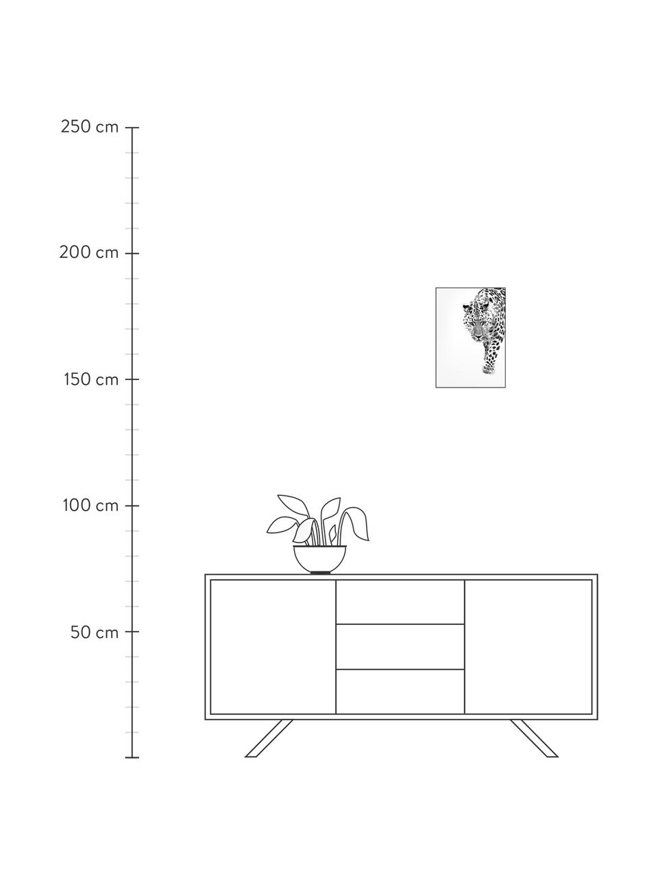 Stampa digitale incorniciata White Leopard, Immagine: stampa digitale su carta , Cornice: Pannello di fibra ad alta, Nero, bianco, Larg. 30 x Alt. 40 cm