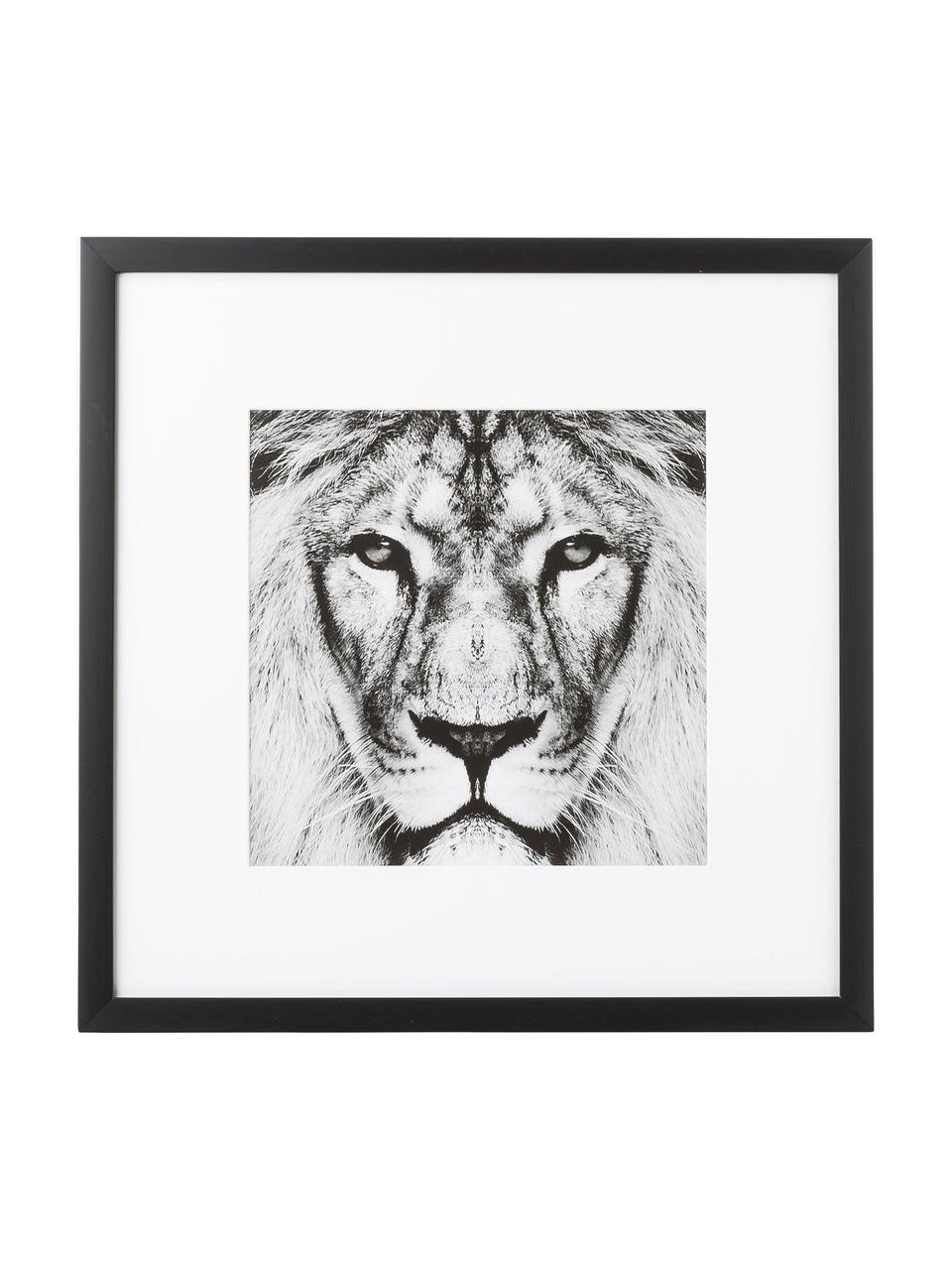 Ingelijste digitale print Lion Close Up, Lijst: kunststofframe met glas, Zwart, wit, B 40 x H 40 cm