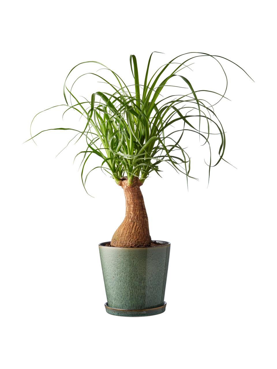 Kleine plantenpot Bizz met onderzetter, Onderzetter: keramiek, Donkergroen, Ø 14 x H 13 cm