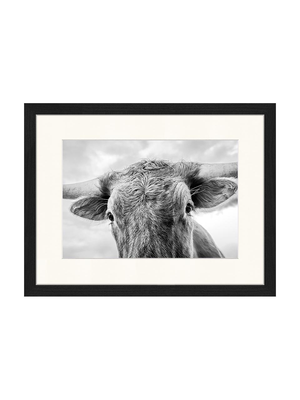 Stampa digitale incorniciata Texas Longhorn Steer In Rural Utah, Immagine: stampa digitale su carta,, Cornice: legno, verniciato, Nero, bianco, Larg. 43 x Alt. 33 cm